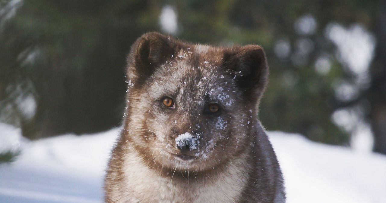 Kina & Yuk : renards de la banquise : Photo