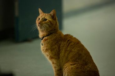 meow