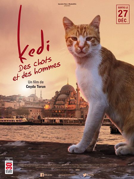 Affiche du film Kedi - Des chats et des hommes