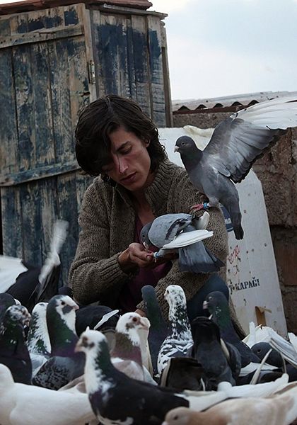 Affiche du film Le Pigeon