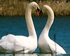 Les Animaux amoureux Bande-annonce
