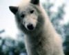 Survivre avec les loups Trailer