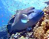 Voyage sous les mers 3D Bande-annonce