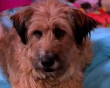 Dr. Dolittle 4 Bande-annonce