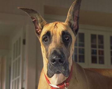 Marmaduke Trailer