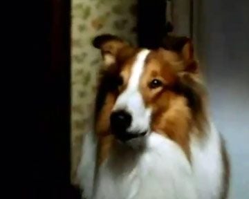Les Nouvelles aventures de Lassie Bande-annonce