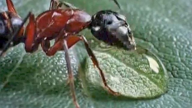 Microcosmos: Le peuple de l'herbe Bande-annonce