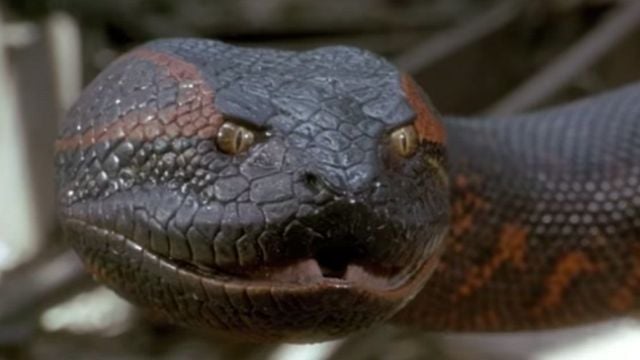 Anaconda, le prédateur