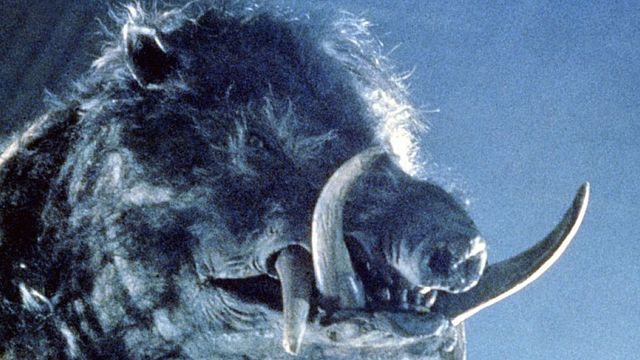 "Fais gaffe, il a un caractère de cochon..."