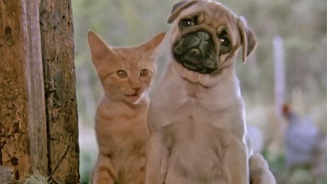 Les Aventures de Chatran Trailer