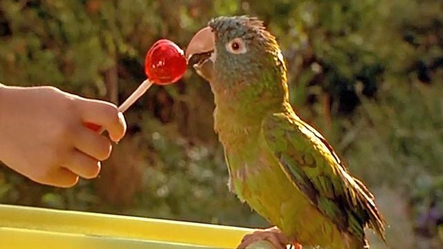 Paulie, le perroquet qui parlait trop