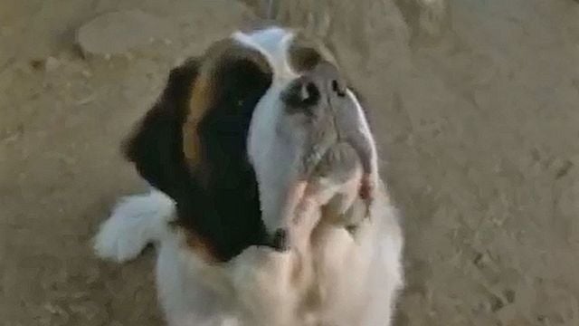 Beethoven 3 Bande-annonce