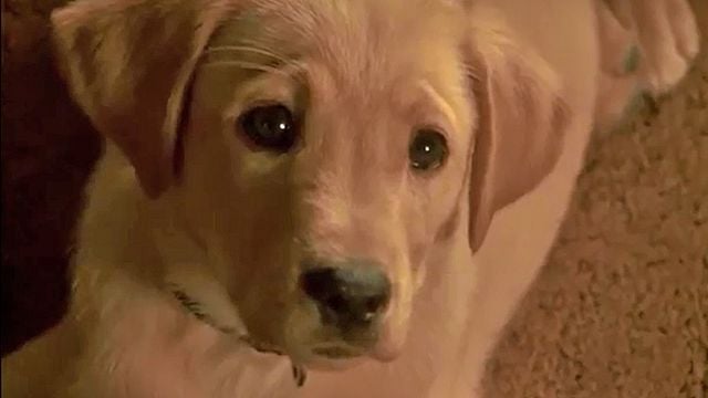 Le Chien qui a sauvé Noël Bande-annonce
