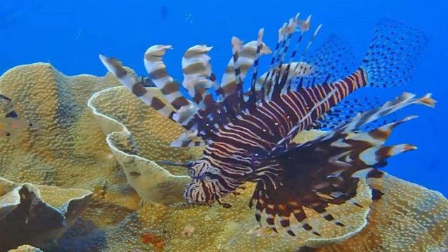 Under the Sea Bande-annonce