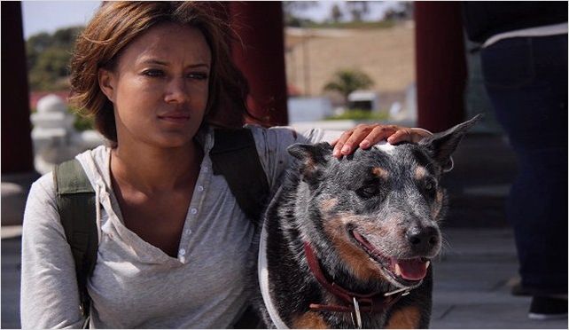 stalingrad 2013 torrent