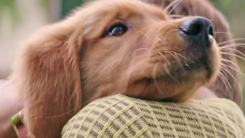 Mes Autres Vie De Chien Extrait du film Mes vies de chien - Mes vies de chien EXTRAIT VO "Mon