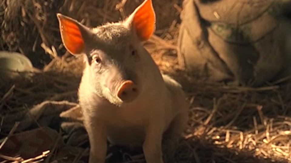 Trailer Du Film Babe Le Cochon Devenu Berger Babe Le Cochon Devenu