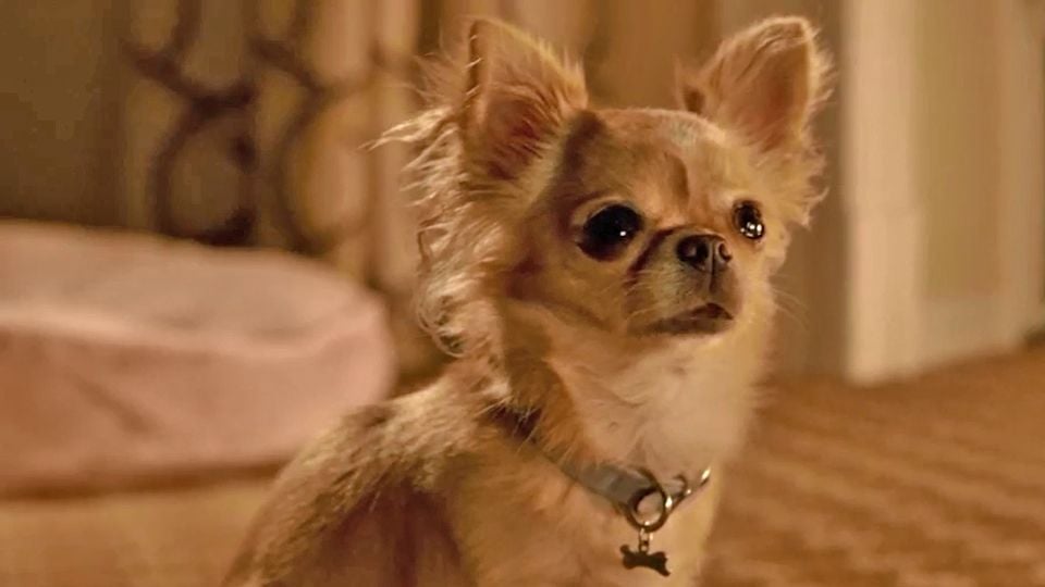 Le Chihuahua De Beverly Hills 3 Trailer du film Le Chihuahua de Beverly Hills 3 : Viva La Fiesta ! - Le