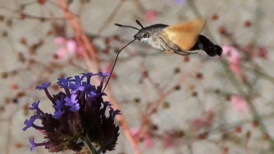 Trailer du film Metamorphosis, la lutte pour la vie Metamorphosis, la lutte pour la vie Bande